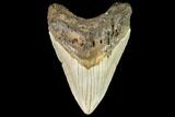 Fossil Megalodon Tooth - North Carolina #109816-1